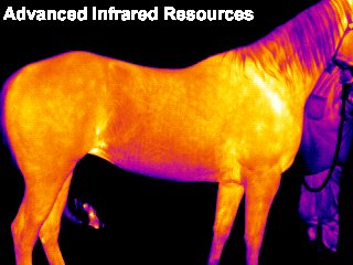 Infrared Thermography horse.jpg (20328 bytes)